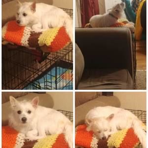 Meet your Posher, Owen